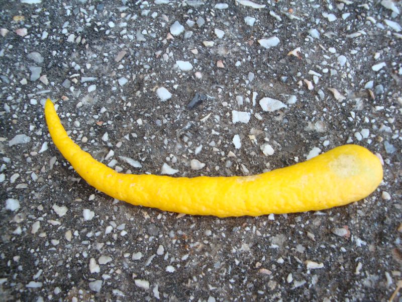 Странный лимон, похожий на перец или морковку. По крайней мере, он рос на лимонном дереве