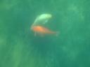 018. Игры рыб озера Курна. Фотосессия - Довольно внушительные рыбы (примерно 50 см) были засняты при помощи подводного фотоаппарата!