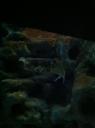 080. Морская каракатица - Критский Аквариум (Θαλασσόκοσμος)