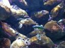 085. Маленькие рыбки - Украшенная талассома. Критский Аквариум (Θαλασσόκοσμος)