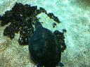 100. Морская черепаха - Каретта каретта. Критский Аквариум (Θαλασσόκοσμος)
