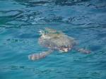 03. Морская черепаха Caretta-Caretta - Черепахи &#034;Caretta-Caretta&#034; вырастают довольно крупными, в мае они откладывают яйца на пляжах Каламаки и Лаганас, откуда в августе-сентябре вылупляются маленькие черепашата и сразу ползут в море. Сами черепахи, отложив яйцо, отправляются по своим делам, с ними даже можно искупаться в море, если повезет! Маленькие черепашки предоставлены самим себе.