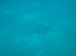 04. Морская черепаха под водой - Морская черепаха &#034;Caretta-Caretta&#034;. Снята с подводной лодки &#034;Капитан Немо&#034;