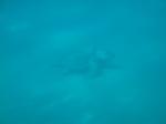 04. Морская черепаха под водой - Морская черепаха &#034;Caretta-Caretta&#034;. Снята с подводной лодки &#034;Капитан Немо&#034;