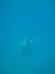 05. Подышу-ка я воздухом! - Морская черепаха &#034;Caretta-Caretta&#034;. Фотография с подводной лодки &#034;Капитан Немо&#034;.