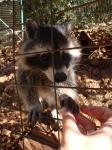18. Северо-американские еноты - Милые и прожорливые еноты, нежно берут еду лапками из рук, вызывают восторг и умиление даже у взрослых! Из-за енотов посещали парк Аскос (Ασκός) неоднократно!