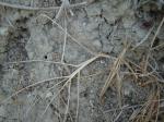 25. Незаметный палочник - Этот палочник очень-очень похож на сено, практически сливается с сухой травой, даже не разглядишь! Усмотрел &#034;глазастый&#034; ребенок:)
