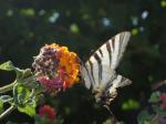 36. Бабочка-цветок - Очень крупная бабочка, издали показалось, что просто очень красивый цветок, ее крылья большие и раскрываются как лепестки!