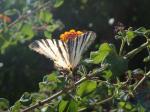 37. Прелестнейшая бабочка-цветок - Такие бабочки порхают вдоль горной дороги к морю