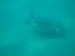 42. Черепаха Caretta-Caretta - Морская черепаха на дне. Вид с подводной лодки &#034;Капитан Немо&#034;