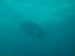 43. Полное погружение - Морская черепаха опускается на дно. Вид с подводной лодки &#034;Капитан Немо&#034;