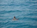 45. Ура, показалась черепаха! - Морская черепаха Caretta-Caretta