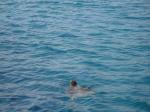 46. Ура-ура, черепаха прямо рядом - Морская черепаха Caretta-Caretta