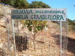 50. Магнолия - Πέτρινο Πάρκο Ασκός (каменный парк Аскос)