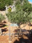 53. Домашняя слива - Πέτρινο Πάρκο Ασκός (каменный парк Аскос)