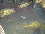 67. Местная канавка с рыбами и водоплавающими черепахами - у Λίμνι Κερίυ (озеро Кери) в западной части залива Λαγανά (Лагана) на южном побережье острова