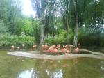 030. Розовые фламинго - Барселонский зоопарк