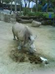 034. Обед носорога - Носорог кушает с большим аппетитом