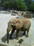 035. Слон - Барселонский зоопарк