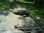 036. Очень большие черепахи - Барселонский зоопарк