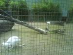 038. Белые кенгуру - Барселонский зоопарк