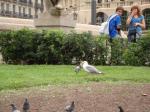 070. Обед чайки - А вот еще один пример кровожадности - на глазах изумленной толпы одной из главных площадей Барселоны чайка съела голубя