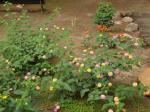 076. Клумба в парке Salou - Похожие цветы видели и в Греции, Salou (Салоу)