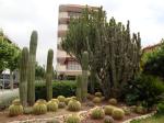 084. Кактусы - Salou