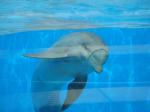 101. Привет, Дельфин - В Aquópolis находится первый в Европе дельфинарий с прозрачными стенками!