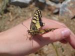 011. Черно-желтая бабочка - Такие бабочки часто встречаются на Южном Крите. У бабочки были повреждены крылышки, поэтому она присела на руку, а потом была пересажена на цветок.