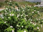 026. Куст с бело-розовыми цветами (Лантана Камара) - Пляж Дамнони, Южный Крит