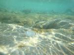 028. Частая гостья южных берегов - Подводные съемки. Правый край пляжа Дамнони у скал, Южный Крит