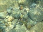 030. Украшенная талассома (самка) - Подводные съемки. Правый край пляжа Дамнони у скал, Южный Крит