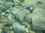 031. Украшенная талассома (самец) - Подводные съемки. Правый край пляжа Дамнони у скал, Южный Крит