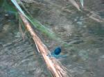 048. Голубая стрекоза с двухцветными крыльями - Прогулка босиком по реке Мегалос Потамос (Ο Μεγάλος Ποταμός).