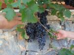 057. Виноградная гроздь - Плакиас (Πλακιάς), Южный Крит